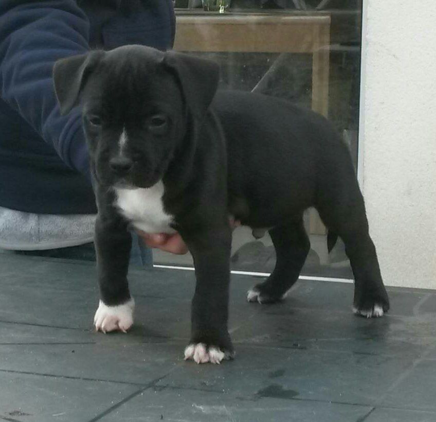 Publication : Panther Of Stafford Auteur : Panther of Stafford