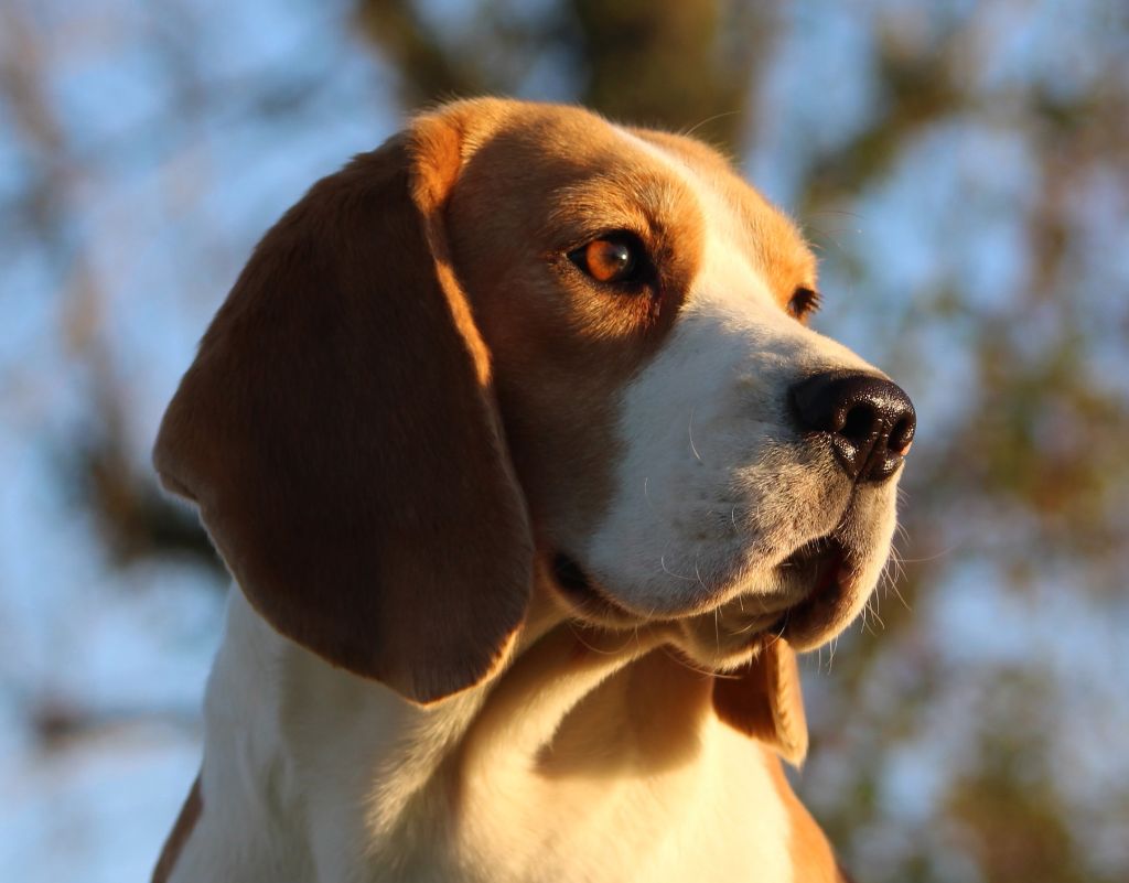 Prudence Des Chasseurs Du Temps