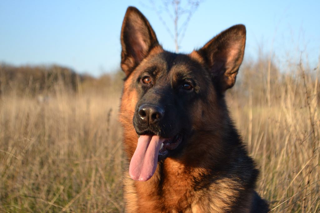 Publication : des Légendaires Nahauri Auteur : elevage berger allemand bourgogn