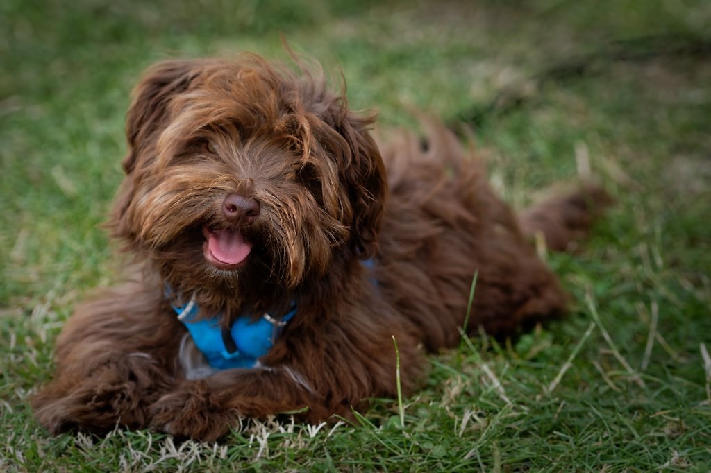 Publication : La Terre Des Roses