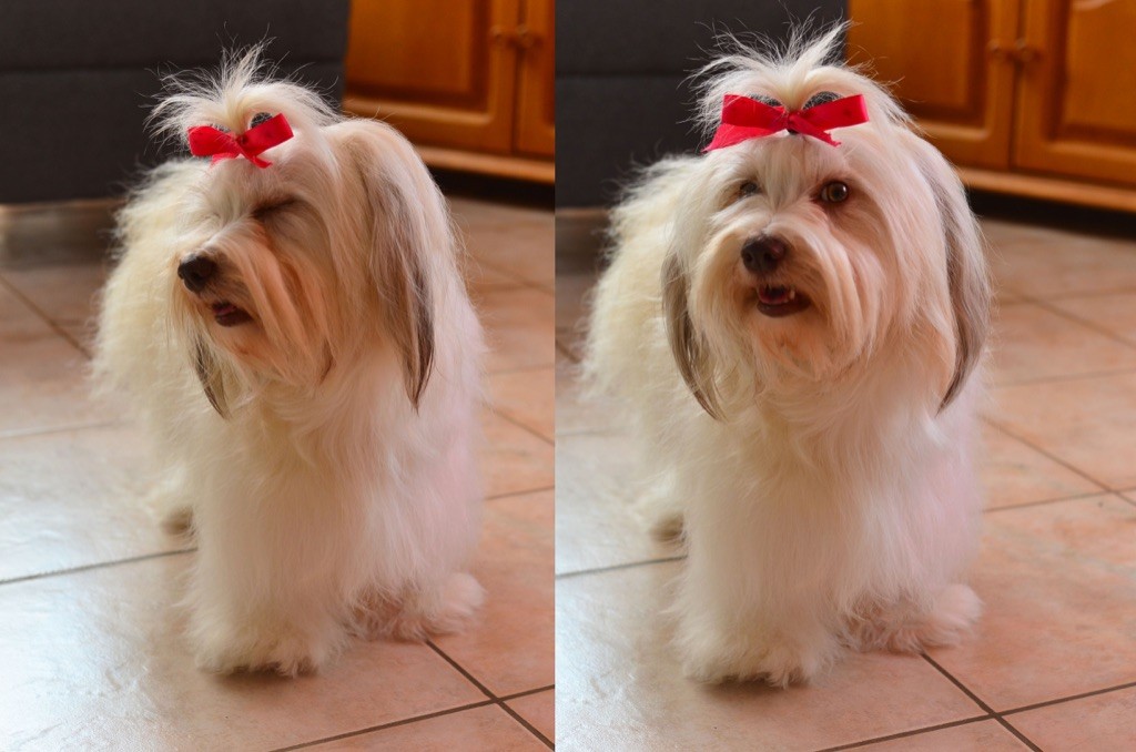 Publication : La Terre Des Roses