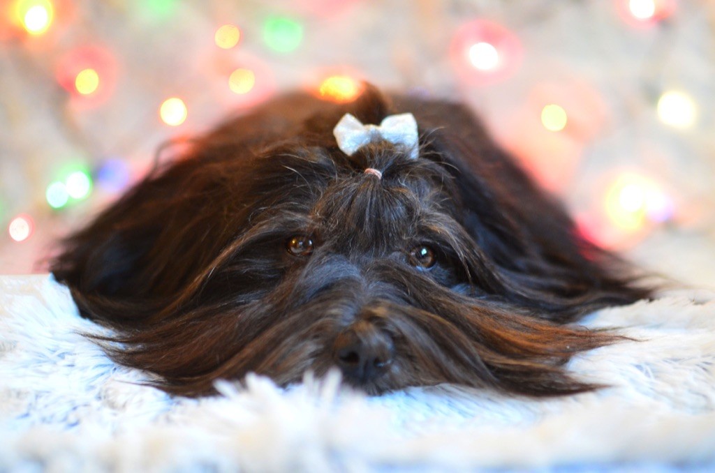 Publication : La Terre Des Roses