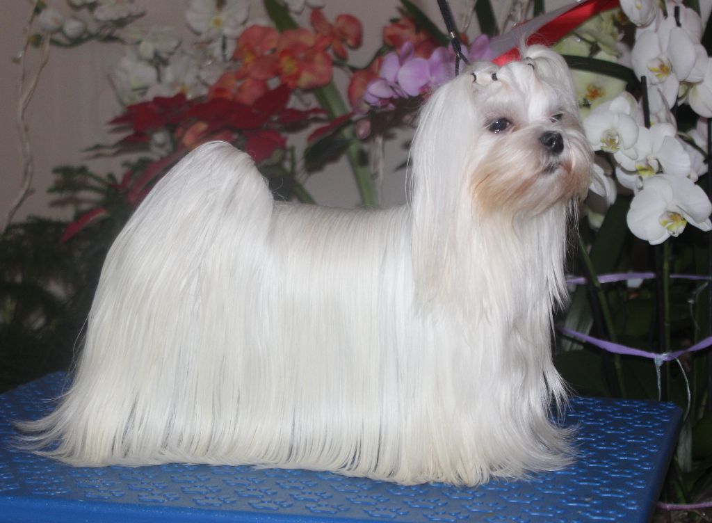 Publication : de L'Adoree Peneloppe Auteur : Marie Nogueira