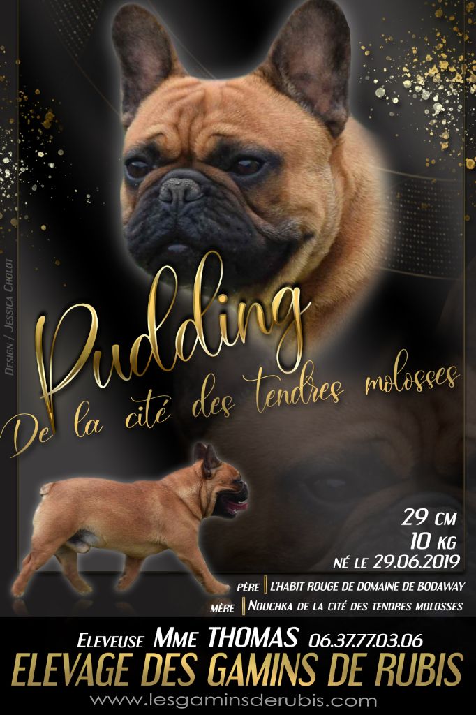 Pudding dong De La Cité Des Tendres Molosses