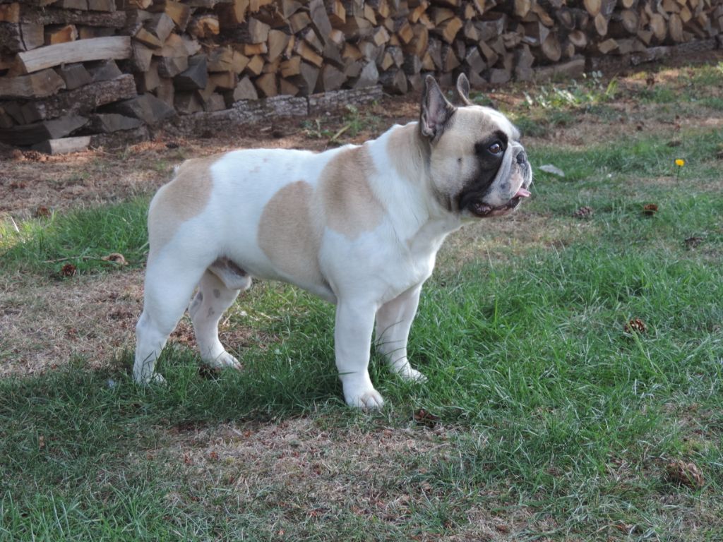 Publication : du Golden Child 