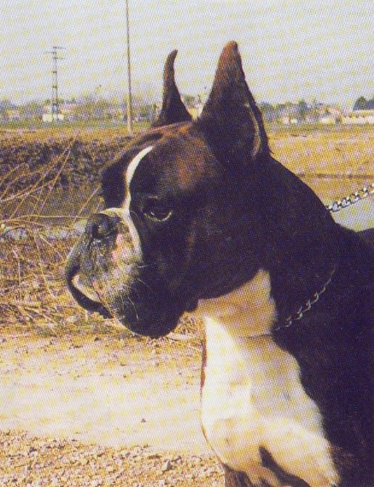 Gaul Degli scrovegni