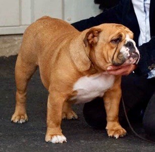 Bubble Steel Obama michelle