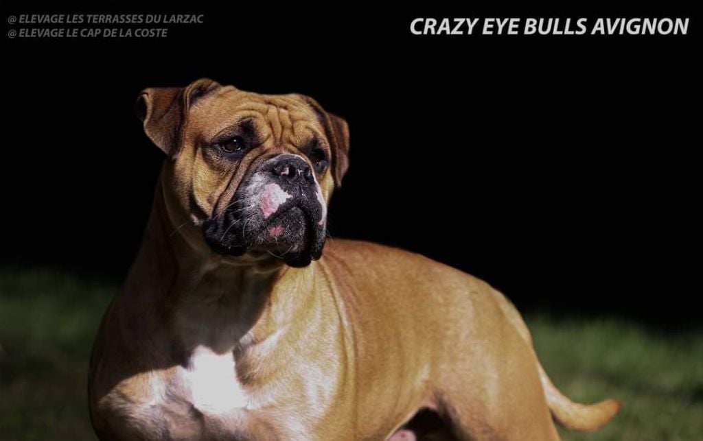 crazy eye bull Avignon