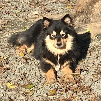 Publication : du Domaine de Tangusko 