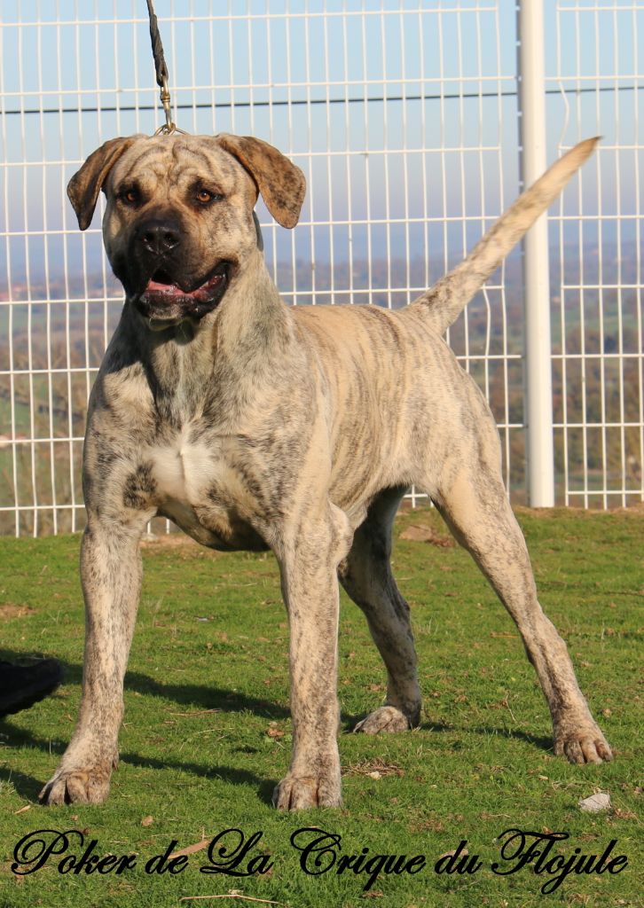 Publication : De la crique du Flojule Auteur : cedric grange