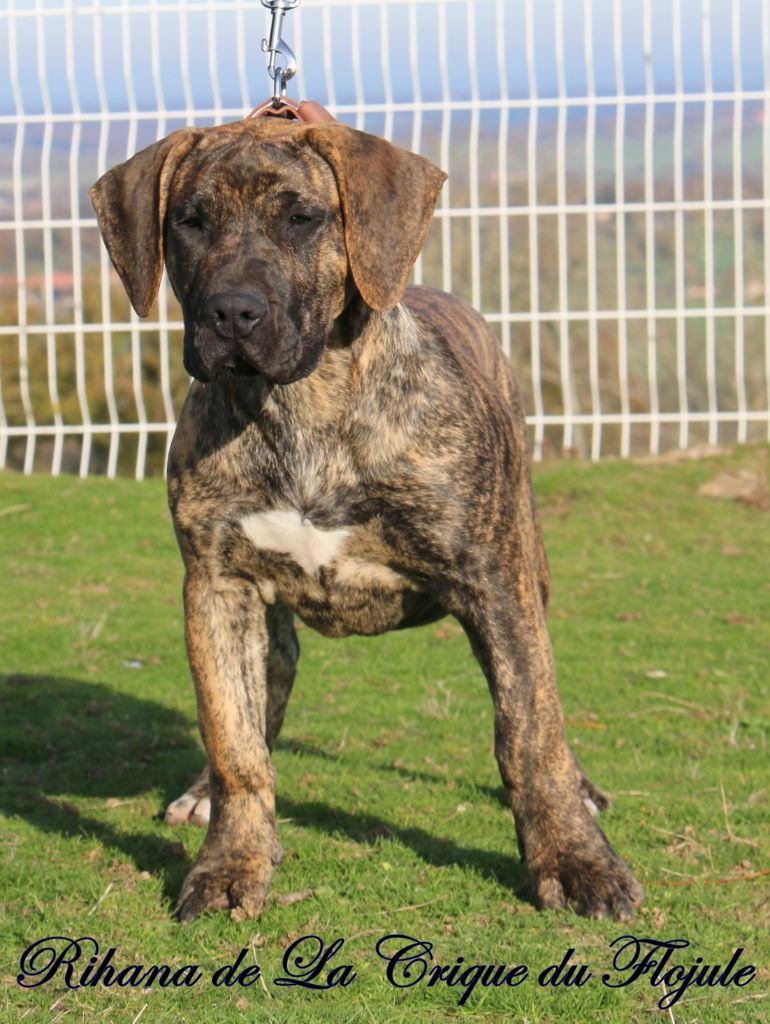 Publication : De la crique du Flojule Auteur : cedric grange