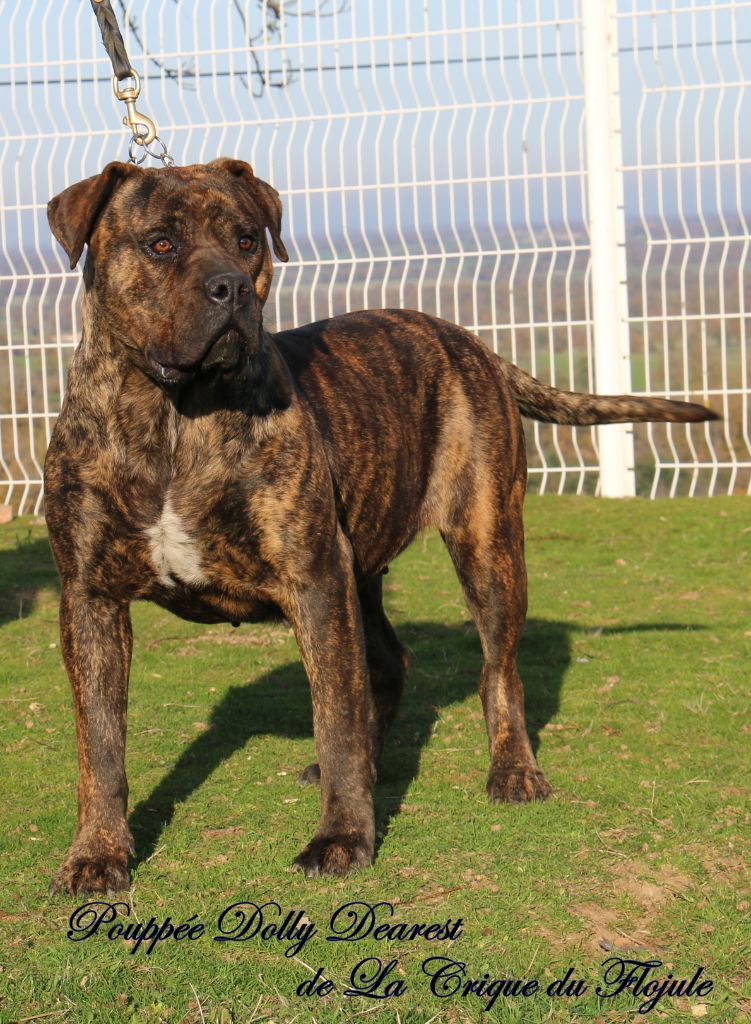 Publication : De la crique du Flojule Auteur : cedric grange