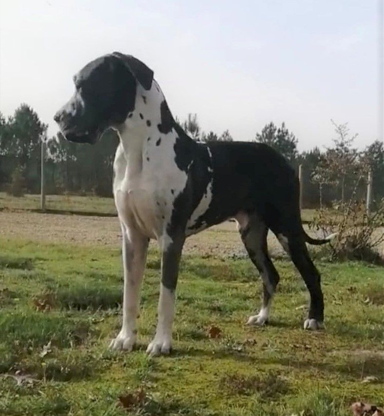 Nagui Des Terres Andalouses