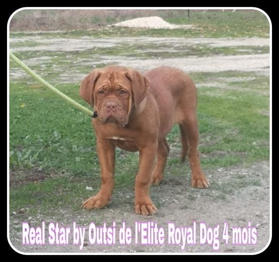 Publication : (Sans Affixe) Auteur : Elite Royal Dog