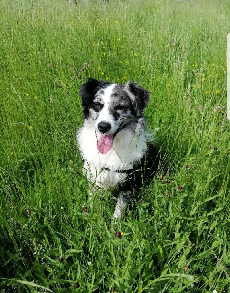 Publication : Des Minis Vaillants