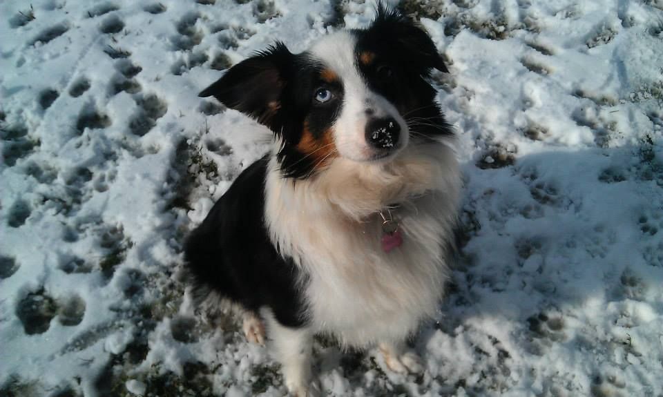 Publication : Des Minis Vaillants