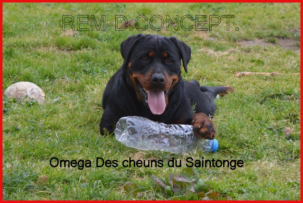 Omega Des Cheuns Du Saintonge