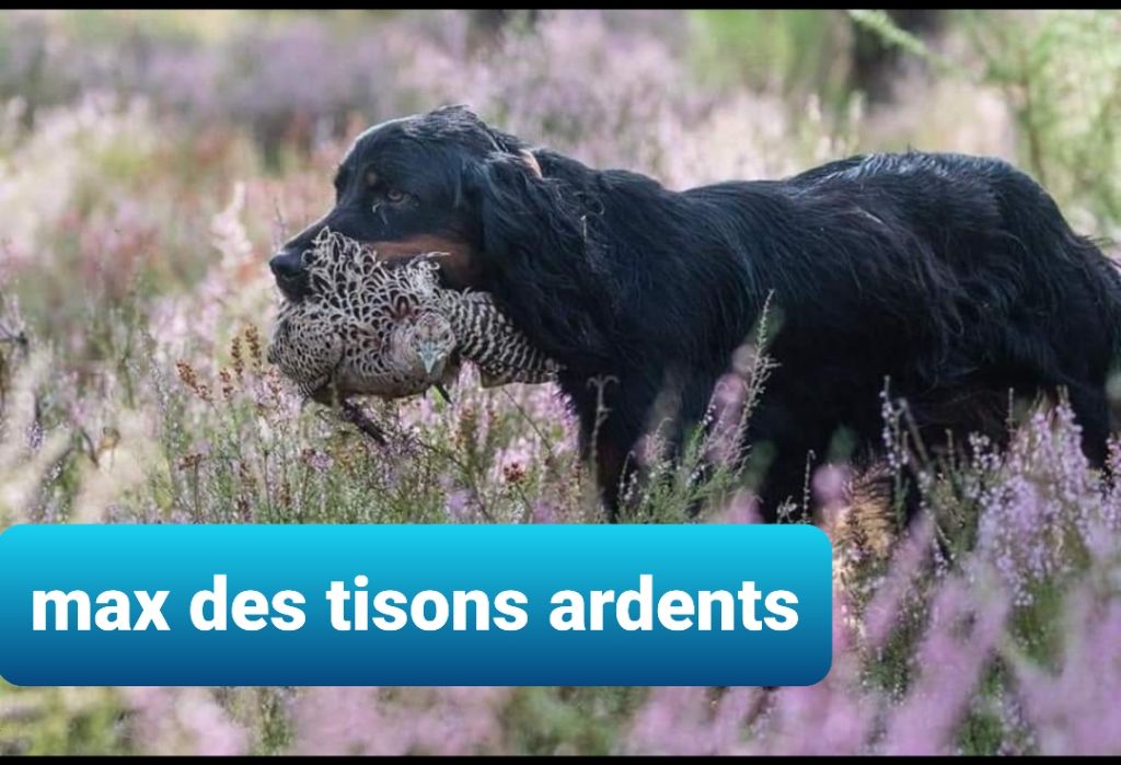 Publication : Des Tisons Ardents Auteur : GILLES MAZEROLLES