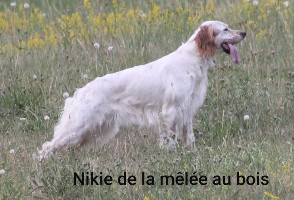 Nikie De La Mélée Au Bois
