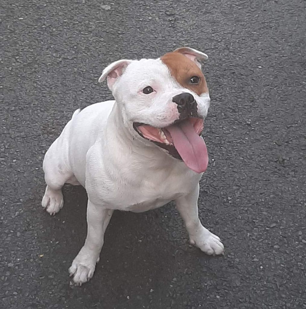 Publication : Dimteamdogz Auteur : Dimteamdogz