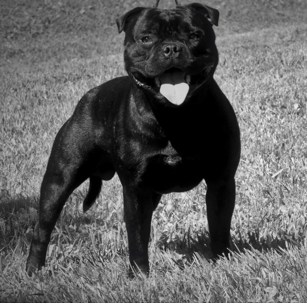 P'tao chan du Temple des Gremlins