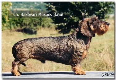CH. Bakovari makacs Bator