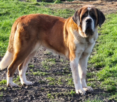 Étalon Chien du Saint-Bernard - Perla Du Missy's Ranch