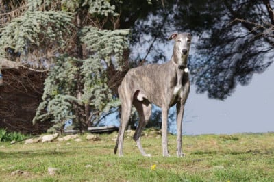 Étalon Greyhound - Bakara's Pol aurelien