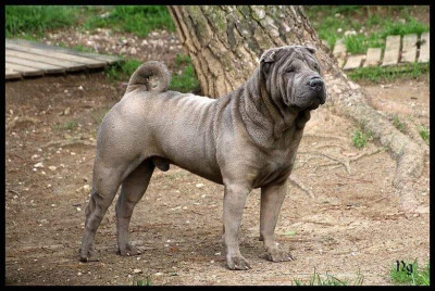 Étalon Shar Pei - CH. Orphée, le poète du Nuorilang
