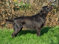 Étalon Flat Coated Retriever - CH. Flat Passion's Special heartbreaker
