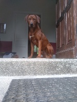 Étalon Rhodesian Ridgeback - Pagao Ya Kwanza