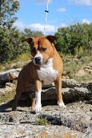 Étalon American Staffordshire Terrier - Natcho the king Du Clan Des Apaches