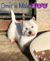 Étalon West Highland White Terrier - Snowman dit omer Alborada