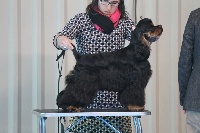 Étalon American Cocker Spaniel - CH. Dream Of Best In Show Oopla boom