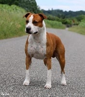 Étalon American Staffordshire Terrier - Burning Staff New winning legend