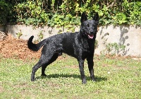 Étalon Australian Kelpie - CH. Harrison ford di casa hesselink