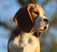 Étalon Beagle - Reset Des Chasseurs Du Temps