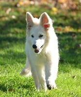 Étalon Berger Blanc Suisse - Rebelle primerose Du Domaine De La Fuste