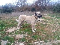 Étalon Berger Kangal - Pretty karmah de la Forêt des Quatre Seigneurs