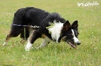 Étalon Border Collie - Naya hamlets of bernay