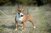 Étalon Bull Terrier Miniature - CH. terriers miska Zarmony