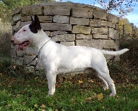 Étalon Bull Terrier Miniature - Chic shaik senator