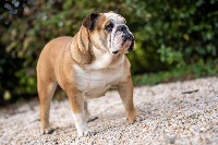 Étalon Bulldog Anglais - Olympe dit moka du domaine de Cateline