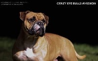 Étalon Bulldog continental - crazy eye bull Avignon