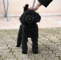 Étalon Caniche - Romagne black Del rey rakashi