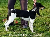 Étalon Chien courant suisse - Ramona Du Bois De Larnède