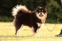 image de Pieni ukkonen