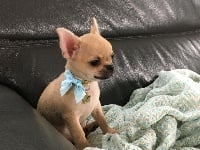 Étalon Chihuahua - Rio Des Lutins De La Mare Enchantée