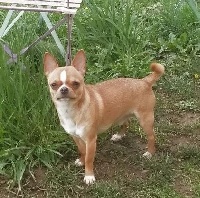 Étalon Chihuahua - Pepsy (Sans Affixe)