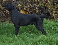Étalon Flat Coated Retriever - CH. Secret mission sykes of camroy's place